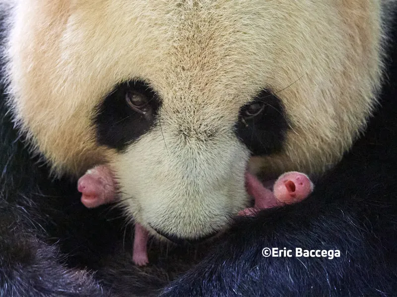 Image du panda Huan Huan avec ses 2 petites jumelles Yuandudu et Huanlili venant de naître