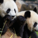 Photographie des deux pandas prise sur le parc