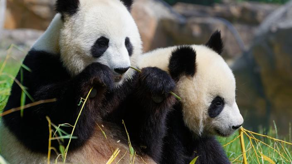 Retour au bercail pour deux nounours : voyage des pandas géants du Zoo de Beauval Huan Huan et Yuan Zi de la France jusqu’à Chengdu en Chine.