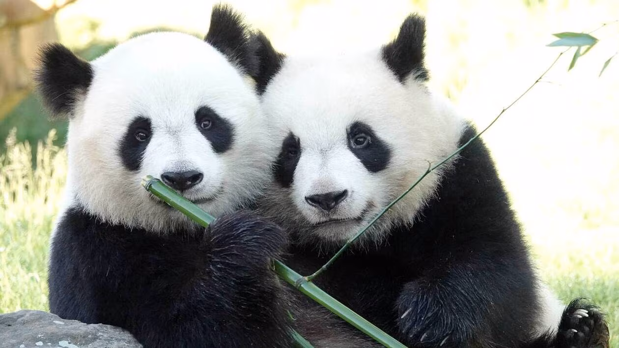 Les deux pandas sont rapprochés et fixent la caméra, avec l’un d’eux en train de tenir une branche de bambou.